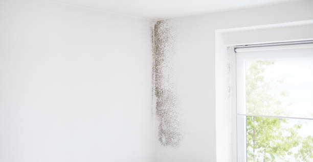 Best Environmental Consulting for Mold Prevention  in Geneva, OH