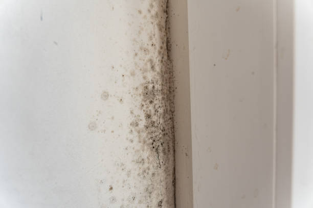 Best Residential Mold Inspection & Testing  in Geneva, OH