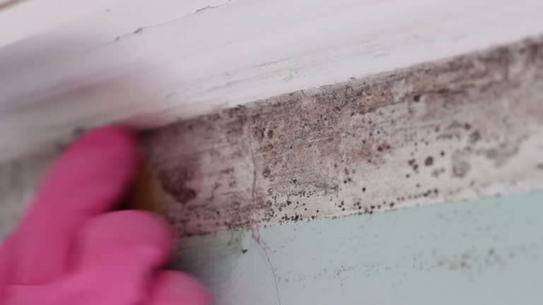 Geneva, OH Mold Removal Company